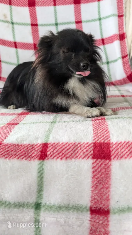 Daylillie – Pomeranian puppy for sale in Shipshewana, IN