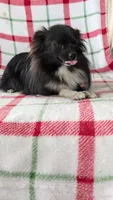 Daylillie, a female Pomeranian for sale in Shipshewana, IN – 1 of 7