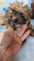 Luke , a male Pomapoo for sale in Shipshewana, IN – 4 of 10