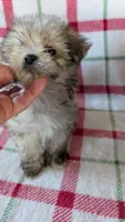 Dusty , a male Maltipoo for sale in Shipshewana, IN – 5 of 10