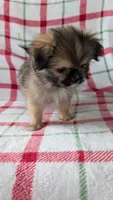 Mike , a male Shiranian for sale in Shipshewana, IN – 9 of 10