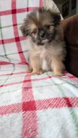 Joann, a female Pomapoo for sale in Shipshewana, IN – 9 of 10