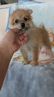 Pippi, a female Pomeranian for sale in Shipshewana, IN – 4 of 10