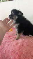 Bo- bo, a female Pomeranian for sale in Shipshewana, IN – 9 of 10