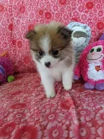 Miccia, a male Pomeranian for sale in Shipshewana, IN – Photo 10 of 10