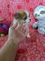 Miccia, a male Pomeranian for sale in Shipshewana, IN – Photo 7 of 10