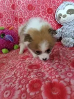 Miccia, a male Pomeranian for sale in Shipshewana, IN – Photo 9 of 10