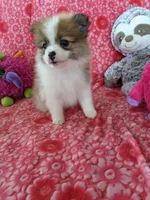 Miccia, a male Pomeranian for sale in Shipshewana, IN – Photo 3 of 10