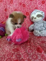 Miccia, a male Pomeranian for sale in Shipshewana, IN – Photo 6 of 10