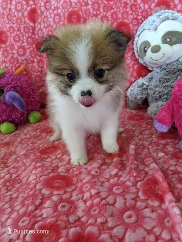 Miccia, a male Pomeranian for sale in Shipshewana, IN – Photo 1 of 10