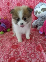 Miccia, a male Pomeranian for sale in Shipshewana, IN – Photo 1 of 10