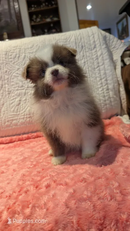 May – Pomeranian puppy for sale in Shipshewana, IN