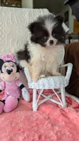 Lasso, a male Pomeranian for sale in Shipshewana, IN – 3 of 10