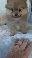 Leasel, a male Pomeranian for sale in Shipshewana, IN – 7 of 10
