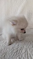 Creamer, a female Pomeranian for sale in Shipshewana, IN – 2 of 10