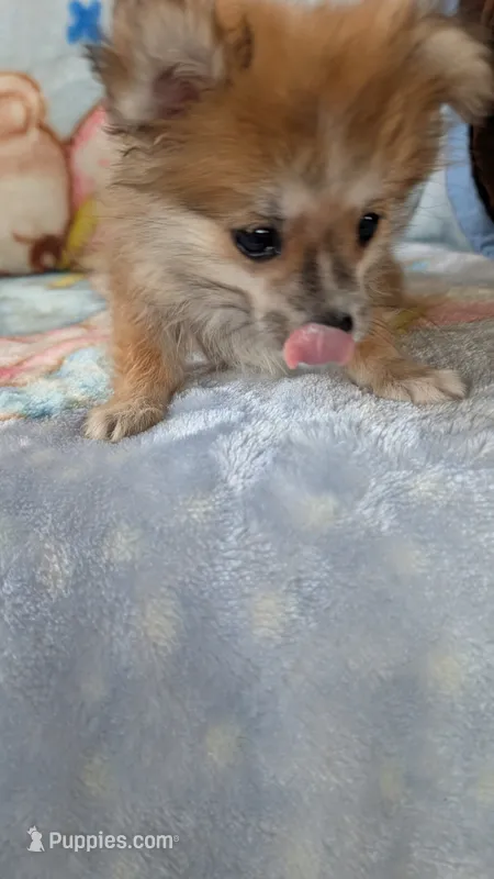 Pippi – Pomeranian puppy for sale in Shipshewana, IN
