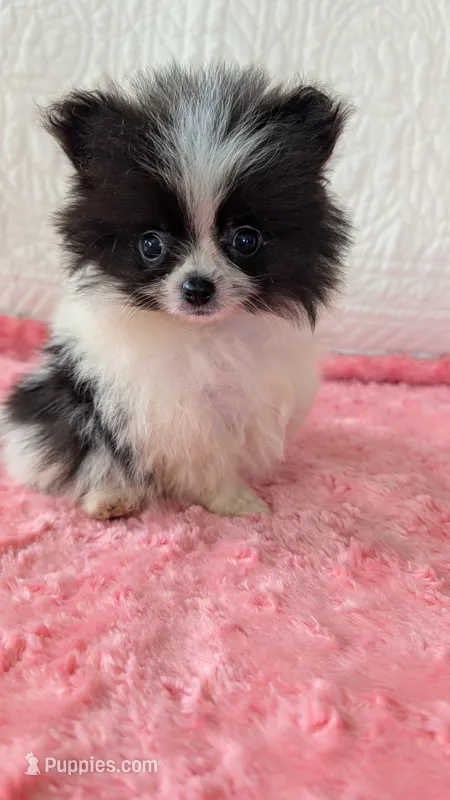 Lasso – Pomeranian puppy for sale in Shipshewana, IN