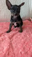 Roxy , a female Yorkshire Terrier for sale in Shipshewana, IN – 8 of 10
