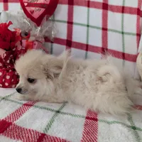 Vanilla , a female Pomeranian for sale in Shipshewana, IN – Photo 7 of 10