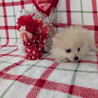 Vanilla , a female Pomeranian for sale in Shipshewana, IN – Photo 2 of 10