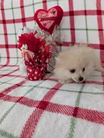 Vanilla , a female Pomeranian for sale in Shipshewana, IN – Photo 2 of 10