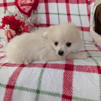 Vanilla , a female Pomeranian for sale in Shipshewana, IN – Photo 6 of 10