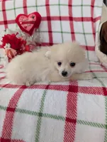 Vanilla , a female Pomeranian for sale in Shipshewana, IN – Photo 6 of 10
