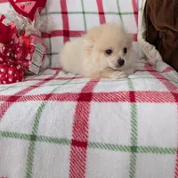 Vanilla , a female Pomeranian for sale in Shipshewana, IN – Photo 8 of 10