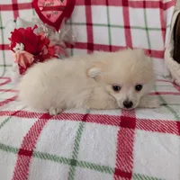 Vanilla , a female Pomeranian for sale in Shipshewana, IN – Photo 9 of 10