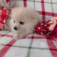 Vanilla , a female Pomeranian for sale in Shipshewana, IN – Photo 10 of 10