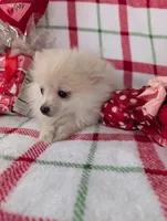 Vanilla , a female Pomeranian for sale in Shipshewana, IN – Photo 10 of 10