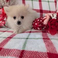 Vanilla , a female Pomeranian for sale in Shipshewana, IN – Photo 1 of 10