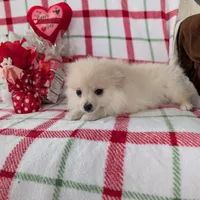 Vanilla , a female Pomeranian for sale in Shipshewana, IN – Photo 3 of 10