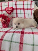 Vanilla , a female Pomeranian for sale in Shipshewana, IN – Photo 3 of 10