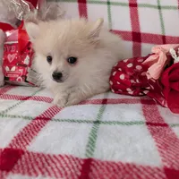 Vanilla , a female Pomeranian for sale in Shipshewana, IN – Photo 4 of 10