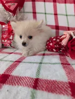Vanilla , a female Pomeranian for sale in Shipshewana, IN – Photo 4 of 10