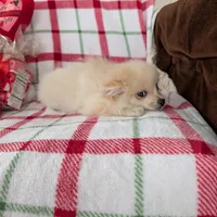 Vanilla , a female Pomeranian for sale in Shipshewana, IN – Photo 5 of 10