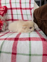 Vanilla , a female Pomeranian for sale in Shipshewana, IN – Photo 5 of 10