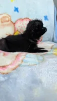 Dinah, a female Pomeranian for sale in Shipshewana, IN – 5 of 10