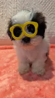 Tracker , a male Shih Tzu for sale in Shipshewana, IN – 2 of 9