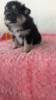 Bo- bo, a female Pomeranian for sale in Shipshewana, IN – 5 of 10