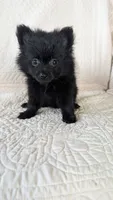 Haillie, a female Pomeranian for sale in Shipshewana, IN – 6 of 10