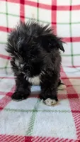 Luster, a male Maltipom for sale in Shipshewana, IN – 7 of 10