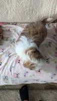 Jax, a male Shih Tzu for sale in Shipshewana, IN – 7 of 10