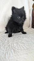 Haillie, a female Pomeranian for sale in Shipshewana, IN – 10 of 10