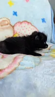 Dinah, a female Pomeranian for sale in Shipshewana, IN – 6 of 10