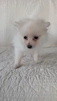 Creamer, a female Pomeranian for sale in Shipshewana, IN – 3 of 10