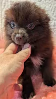 Gus, a male Pomeranian for sale in Shipshewana, IN – 8 of 10
