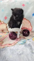 Barry , a male Pomeranian for sale in Shipshewana, IN – 4 of 10