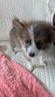Happy , a female Pomeranian for sale in Shipshewana, IN – 2 of 10